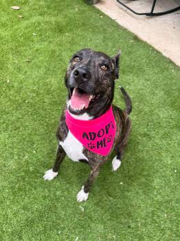 Macaroon -  Labrador Retriever and American Staffordshire Terrier Dog for Adoption in Spring, Texas - Macaroon | PetCurious