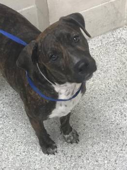 A429412 -  Pit Bull Terrier and Mixed Breed Dog for Adoption in Conroe, Texas - A429412 | PetCurious