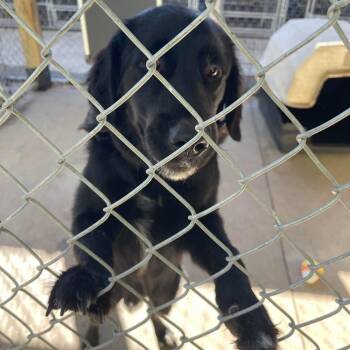 Stefan Stray Hold 10/10 -  Mixed Breed Dog for Adoption in Huntington, West Virginia - Stefan Stray Hold 10/10 | PetCurious