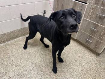 Labrador Retriever Dogs Available for Adoption - RUGER | PetCurious