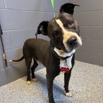 Pit Bull Terrier Dogs Available for Adoption in Tuscaloosa, Alabama - Tip Tap Aka Old Man | PetCurious