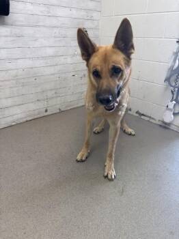 THOR -  German Shepherd Dog Dog for Adoption in San Bernardino, California - THOR | PetCurious