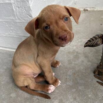 Pit Bull Terrier Dogs Available for Adoption in Little Rock, Arkansas - Peach Blossom | PetCurious