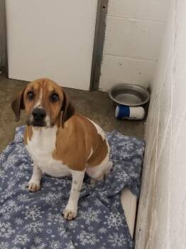 Terrier Dogs Available for Adoption - Willoughby | PetCurious