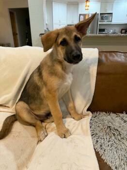 Scout the Shepherd Puppy -  German Shepherd Dog and Shepherd Dog for Adoption in Muskego, Wisconsin - Scout The Shepherd Puppy | PetCurious