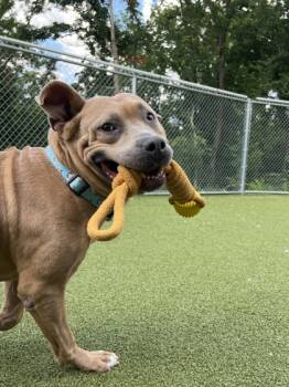Rescue Pit Bull Terrier and Mixed Breed Dogs for Adoption in Fishers, Indiana - Snowflake | PetCurious