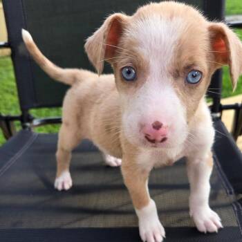 Amberly -  Australian Shepherd and Mixed Breed Dog for Adoption in Brownsboro, Alabama - Amberly | PetCurious