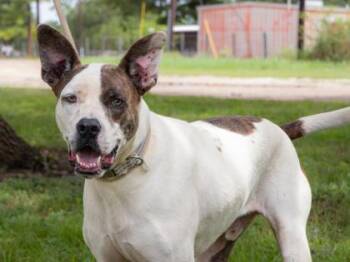 Big Papi -  American Bully Dog for Adoption in La Grange, Texas - Big Papi | PetCurious