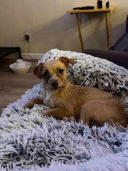 Chihuahua and Terrier Dogs Available for Adoption - Ivy | PetCurious