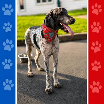 Oliver -  Standard Poodle Dog for Adoption in Shinnston, West Virginia - Oliver | PetCurious