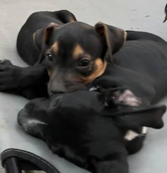Rescue Pit Bull Terrier and Doberman Pinscher Dogs for Adoption in Seal Beach, California - DIESEL | PetCurious