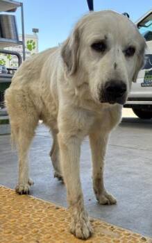 Silver -- URGENT -  Great Pyrenees Dog for Adoption in Thousand Oaks, California - Silver -- URGENT | PetCurious