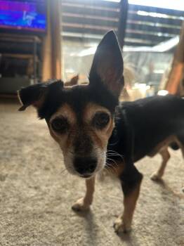 Scrappy -  Chihuahua Dog for Adoption in St. Petersburg, Florida - Scrappy | PetCurious