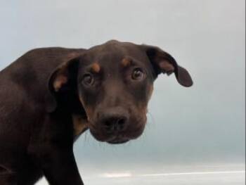 Peridot -  Hound and Mixed Breed Dog for Adoption in Golden Valley, Minnesota - Peridot | PetCurious