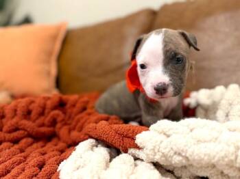 Harvey Happy Go Lucky -  Pit Bull Terrier and Staffordshire Bull Terrier Dog for Adoption in Friendswood, Texas - Harvey Happy Go Lucky | PetCurious