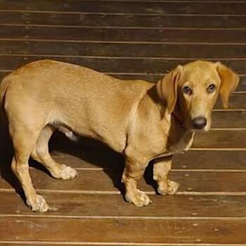 Buster -  Basset Hound Dog for Adoption in Donalsonville, Georgia - Buster | PetCurious