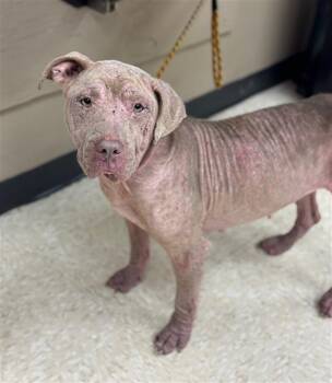 Rescue Pit Bull Terrier Dogs for Adoption in Conroe, Texas - LYANNA | PetCurious