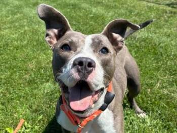 Lola -  Pit Bull Terrier Dog for Adoption in Euclid, Ohio - Lola | PetCurious