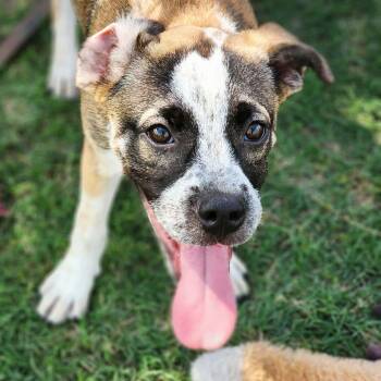 Boxer Dogs Available for Adoption in Austin, Texas - Jump Rope | PetCurious