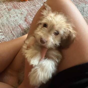 Circe -  Terrier Dog for Adoption in Blacksburg, Virginia - Circe | PetCurious