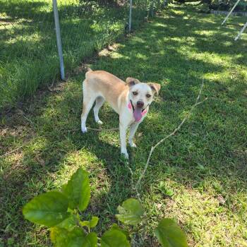 Rescue Labrador Retriever Dogs for Adoption in Port St. Lucie, Florida - Talia | PetCurious