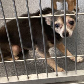 Chihuahua Dogs Available for Adoption in Montgomery, Alabama - Priscilla | PetCurious