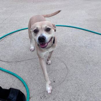 Blu -  Pit Bull Terrier Dog for Adoption in Dixon, Illinois - Blu | PetCurious