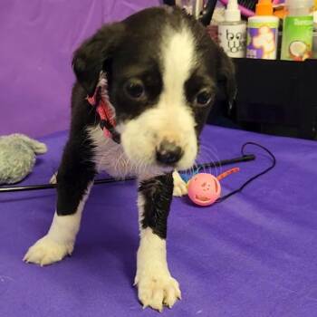 Mixed Breed Dogs Available for Adoption in North Myrtle Beach, South Carolina - Nesta | PetCurious