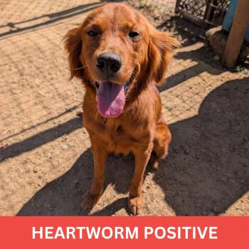 Faith -  Golden Retriever and Irish Setter Dog for Adoption in Tishomingo, Oklahoma - Faith | PetCurious