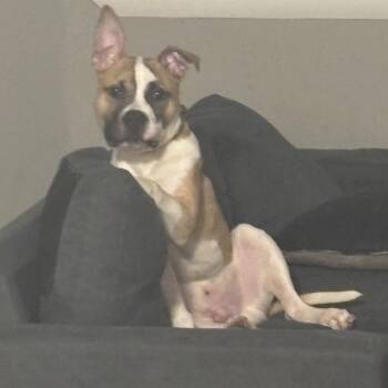 American Bulldog Dogs Available for Adoption - Kobey Kobert | PetCurious