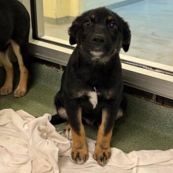 Quinn -  German Shepherd Dog and Mixed Breed Dog for Adoption in Charlottesville, Virginia - Quinn | PetCurious