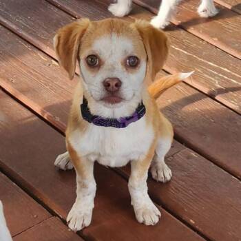 Terrier and Mixed Breed Dogs Available for Adoption in Shorewood, Illinois - Laverne Andrews | PetCurious