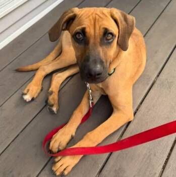 Labrador Retriever and Black Mouth Cur Dogs Available for Adoption in Columbia, Maryland - Brody | PetCurious