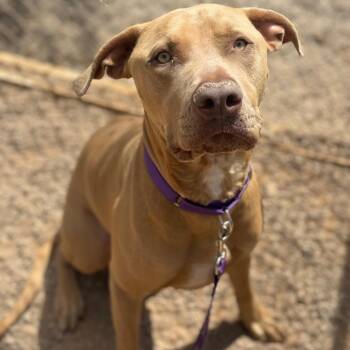 Mufasa -  Pit Bull Terrier Dog for Adoption in Las Vegas, Nevada - Mufasa | PetCurious