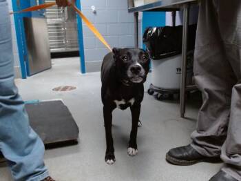 AQUA -  Husky and Mixed Breed Dog for Adoption in Albuquerque, New Mexico - AQUA | PetCurious