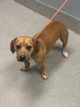 SLINKY -  Dachshund and Pit Bull Terrier Dog for Adoption in Las Vegas, Nevada - SLINKY | PetCurious