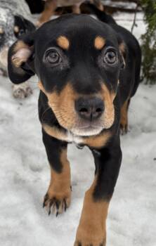 Terrier Dogs Available for Adoption - Domino * | PetCurious