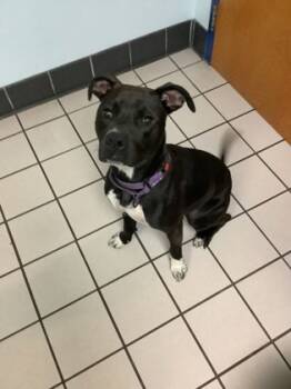 Rescue Labrador Retriever and Mixed Breed Dogs for Adoption in Largo, Florida - Lacey | PetCurious