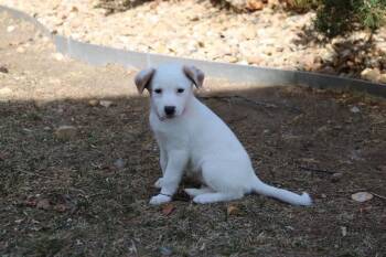 Australian Cattle Dog Blue Heeler Dogs Available for Adoption - Freya | PetCurious