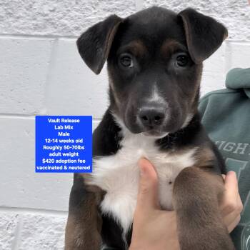 Labrador Retriever Dogs Available for Adoption - Vault Release  | PetCurious