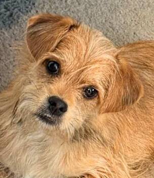 Rescue Terrier Dogs for Adoption in Yakima, Washington - DODGER | PetCurious