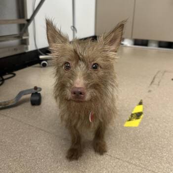 Darla A5795421 -  Terrier Dog for Adoption in Los Angeles, California - Darla A5795421 | PetCurious