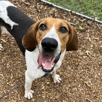 Coonhound Dogs Available for Adoption in Nashville, Tennessee - McCoy | PetCurious