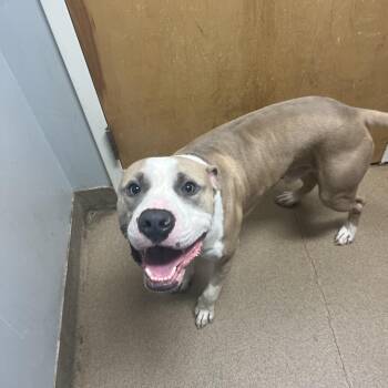 Nacho -  Mixed Breed Dog for Adoption in Chattanooga, Tennessee - Nacho | PetCurious