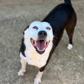 Smiley -  Mixed Breed Dog for Adoption in Brownsboro, Alabama - Smiley | PetCurious