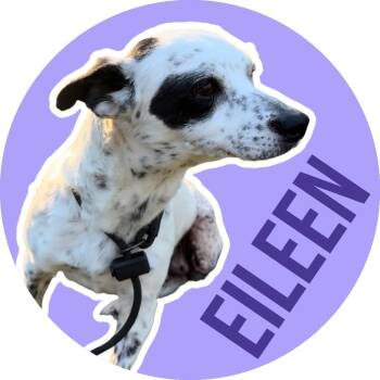 Chihuahua Dogs Available for Adoption in Fort Worth, Texas - Eileen | PetCurious