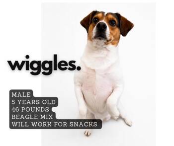 Beagle Dogs Available for Adoption in Ashland, Kentucky - Wiggles | PetCurious