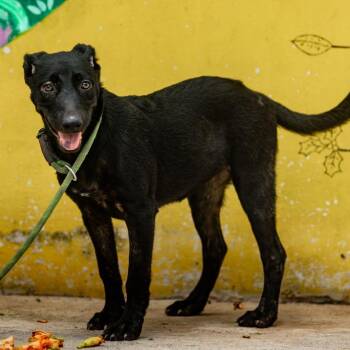 Ebony -  Labrador Retriever and Whippet Dog for Adoption in New York, New York - Ebony | PetCurious