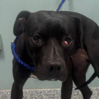 Mixed Breed Dogs Available for Adoption in Greenville, South Carolina - Nutella | PetCurious