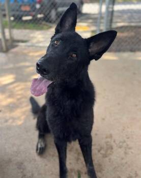 JASON -  German Shepherd Dog Dog for Adoption in Charlotte, North Carolina - JASON | PetCurious